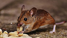 greenhouse-pest-control Experts in Yonges Island
